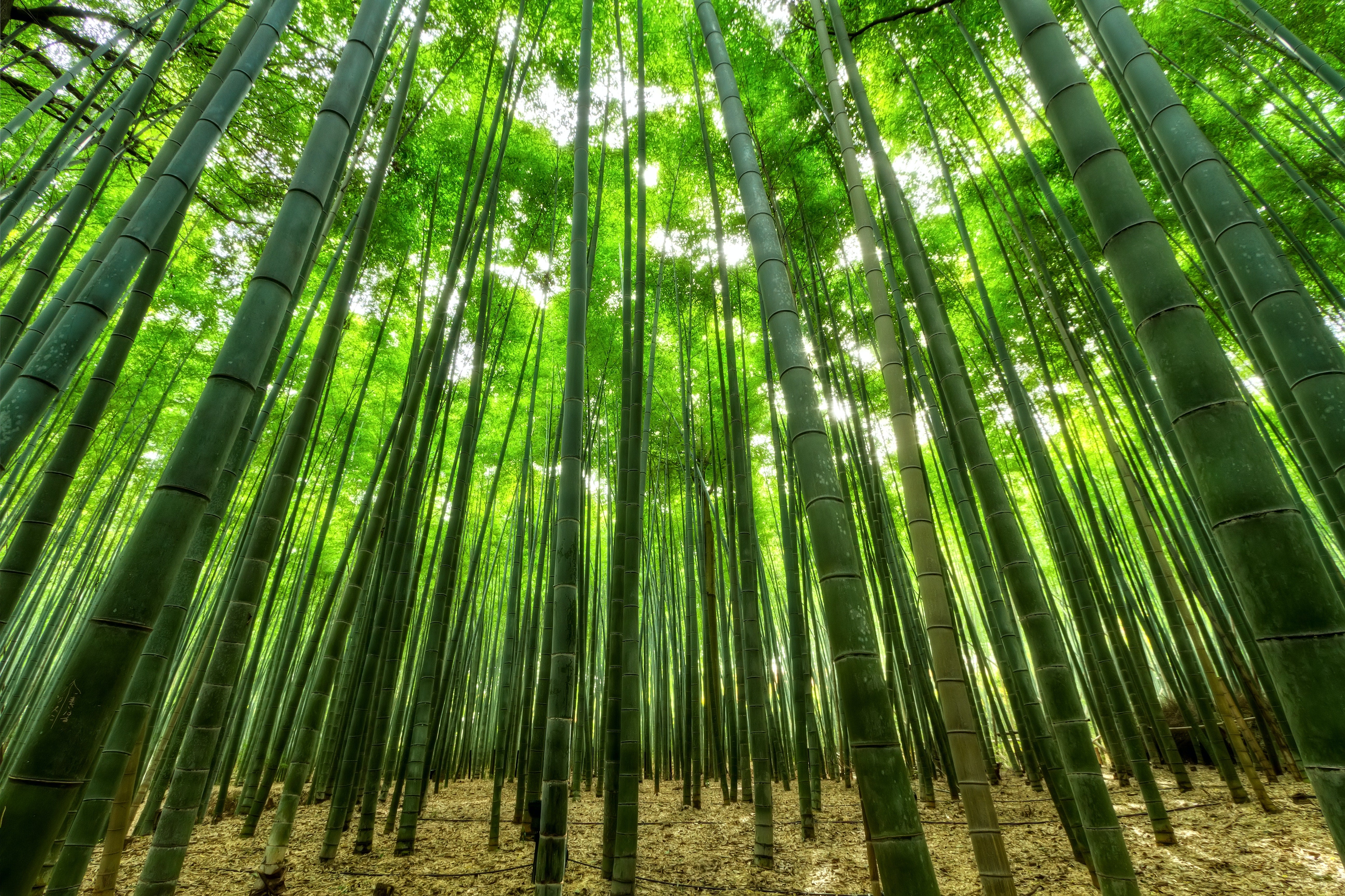 Bamboo Forest with sunlight peeking through the trees